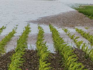 flood 2013