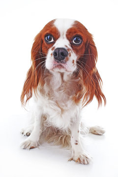 Cute cavalier king charles spaniel puppy dog on isolated white background. Puppy clipping path. Cute pappy dog photos.