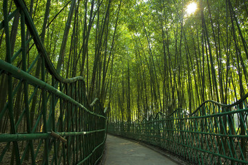 bamboo forest