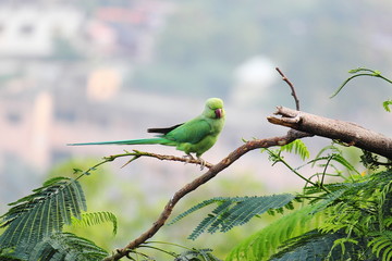 parrot