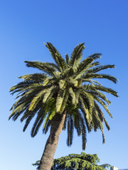 palm tree in front of blue sky