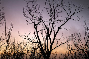 Obraz premium Mglisty wschód słońca