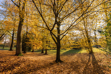 Colourful Autumn Trees In The Park