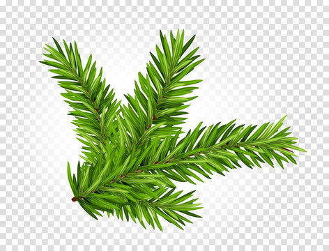 Green lush spruce or pine branch. Fir tree branch isolated on white vector christmas element