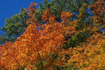 orange green and yellow autumn foliage