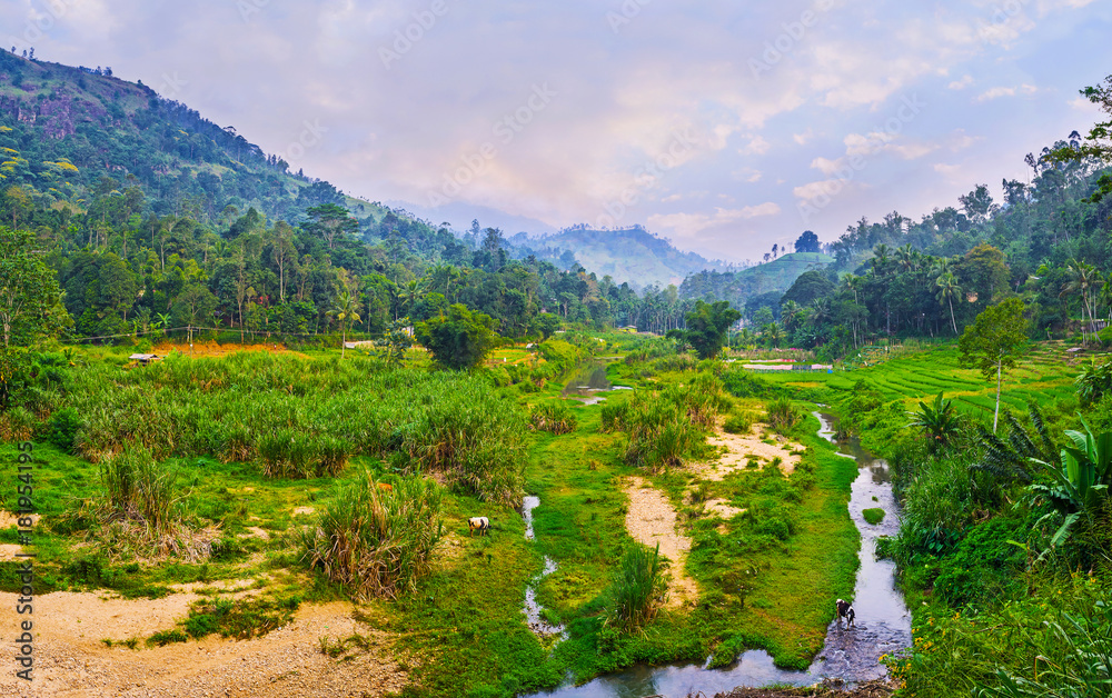 Canvas Prints Sunset in jungle, Sri Lanka