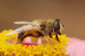 Large bee