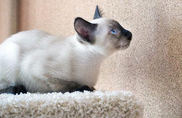 young cat, kitten of Siam  oriental breed, bobtail Mekong