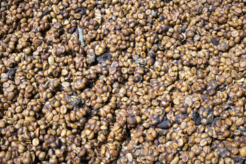 Kopi luwak or civet coffee, is one of the world's most expensive and low-production varieties of coffee
