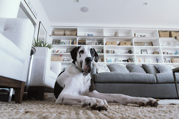 Very large harlequin great dane dog resting on the floor of modern stylish home