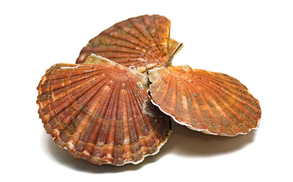 Jakobsmuscheln