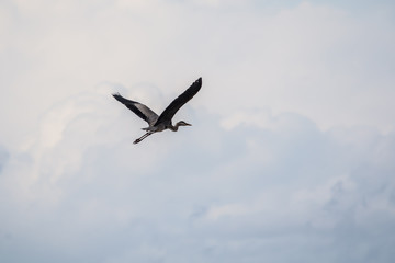 A grey heron flying in a cloudy day at Lefkada Greece