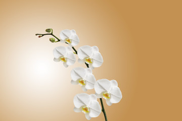 Orchidée sur fond