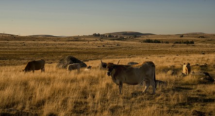 Vaches d'Aubrac à Malbouzon, Lozère, France