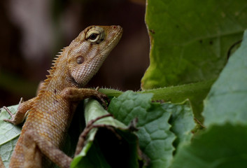 chameleon