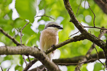 Bird Lanius collurio sitting on a tree branch closeup