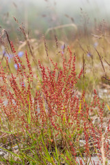 Flowers and grass of the tundra in the summer