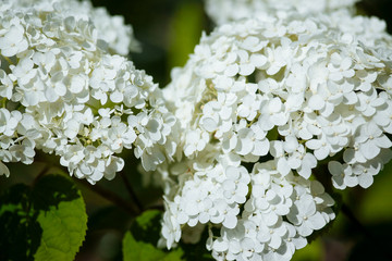 White flowers in the garden, close-up.