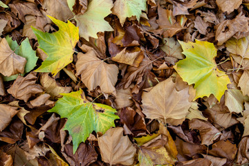 Autumn leaves