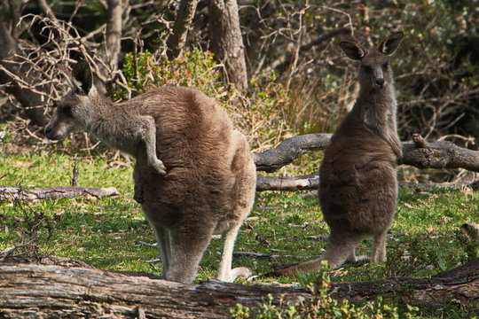 Wallabies  in New South Wales in Australien