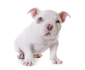 Obraz premium puppy american bully