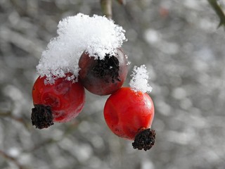 Hagebutten mit Schnee im Winter