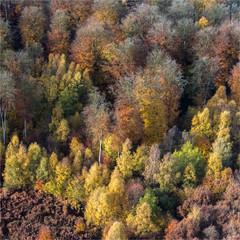 Fototapeta premium Vue aérienne de forêt à l'automne à Montroty en Seine-Maritime en France