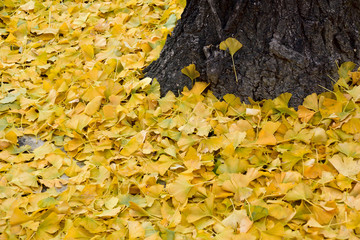 The Yellow that spread all. Fallen leaves of the ginkgo - Ginkgo biloba. It is called “Ichou” in Japan.
