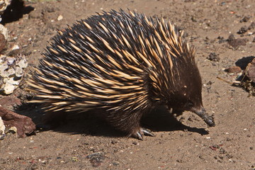 Ameisenigel am Pambula Beach in Australien