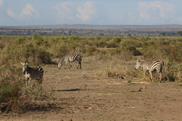 Fototapeta na wymiar Zebras in Afrika