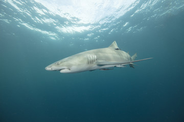 Lemon Shark (Florida)