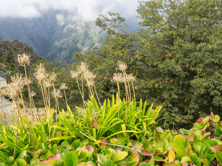 Madeira