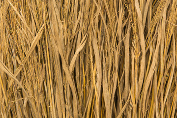 Fototapeta premium Rice straw