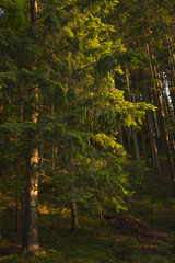 Carpathian forest