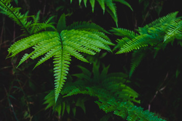 green leaves in the dark tone