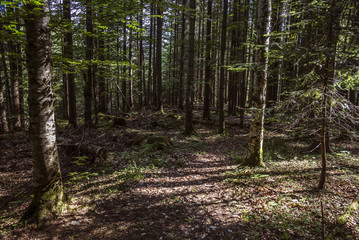 Fototapeta na wymiar Carpathian forest