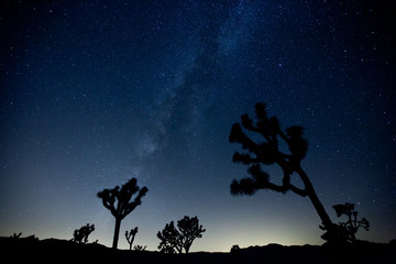 Obraz premium Perseid Meteor Shower in Joshua Tree National Park