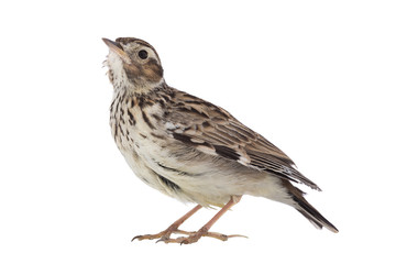 Wood Lark