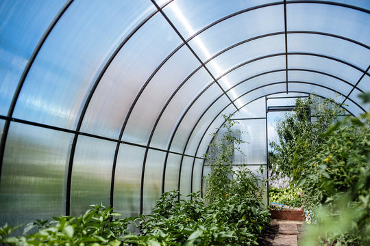 A greenhouse with bushes of tomatoes and peppers, a view from the inside.