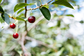 Red, ripe cherry on the branches.