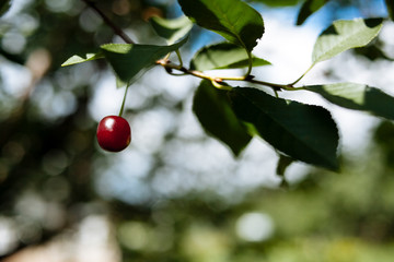 Red, ripe cherry on the branches.