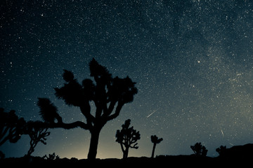 Obraz na płótnie Canvas Perseid Meteor Shower in Joshua Tree National Park