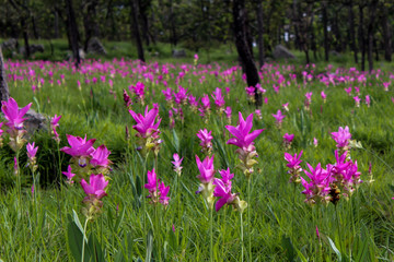 Pink typical flowers forest in Thailand asia