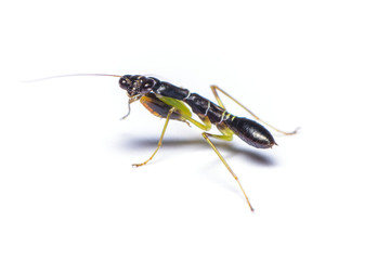 Asian Ant Mantis or Odontomantis planiceps. In its nymph stages this small mantis mimics and feeds on ants.