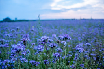 Beautiful landscape. Field of blue flowers. Toned.