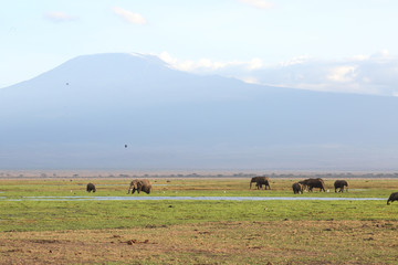 Fototapeta na wymiar Elefanten in Afrika