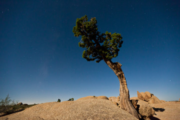 Joshua Tree National Park at night
