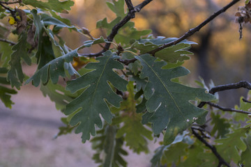 Oak leaves in the forest of La Herreria, San Lorenzo del Escorial