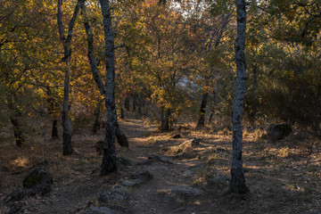 Obraz premium Oak forest. La Herreria, San Lorenzo del Escorial