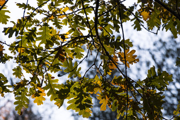 Oak leaves in the forest of La Herreria, San Lorenzo del Escorial